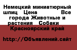 Немецкий миниатюрный шпиц › Цена ­ 60 000 - Все города Животные и растения » Собаки   . Красноярский край